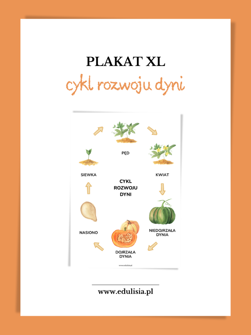 cykl rozwoju dyni do pobrania plakat XL