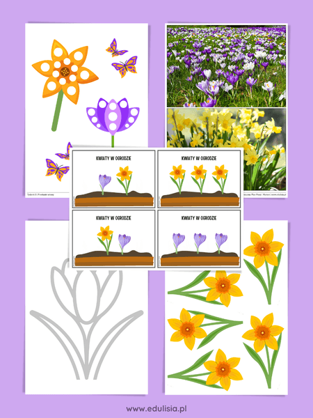 żonkile i krokusy - pierwsze wiosenne kwiaty - pomoce dydaktyczne