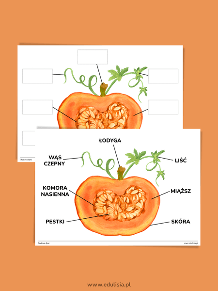 Budowa dyni - plakat XL