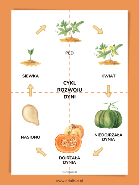 rozwój dyni plakat XXL do druku do pobrania