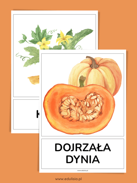 cykl rozwoju dyni plansze edukacyjne