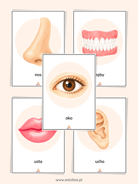 Części ciała - plansze edukacyjne