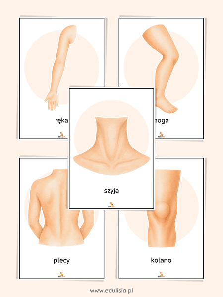 części ciała człowiek zajęcia w przedszkolu i żłobku pdf do druku