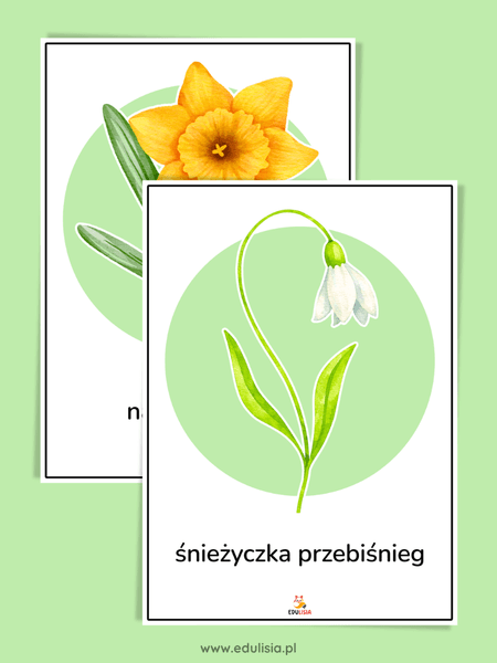 pierwsze wiosenne kwiaty - plansze z obrazkami do druku