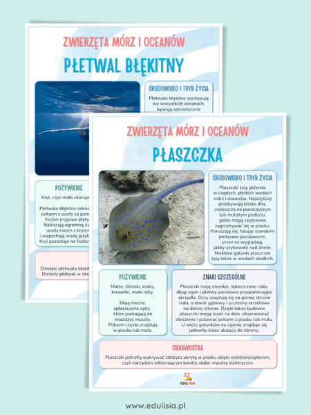 Zwierzęta mórz i oceanów - plansze edukacyjne z ciekawostkami